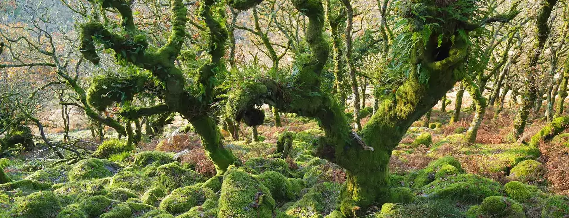 Therapy image of Wistman's Wood